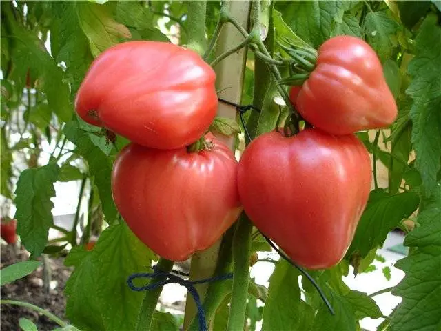 Varieties of indeterminate tomatoes for open ground