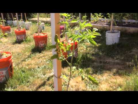 Varieties of indeterminate tomatoes for open ground