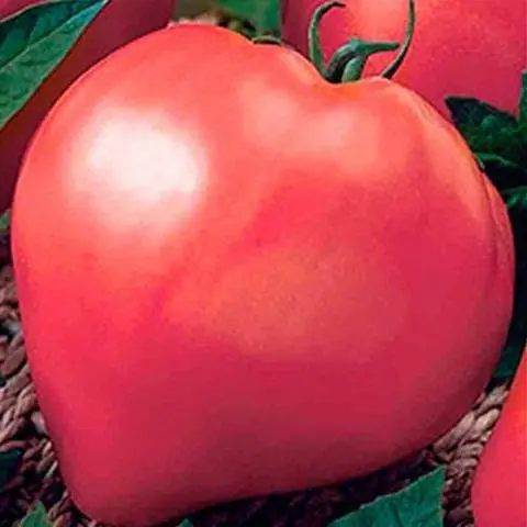 Varieties of indeterminate tomatoes for open ground