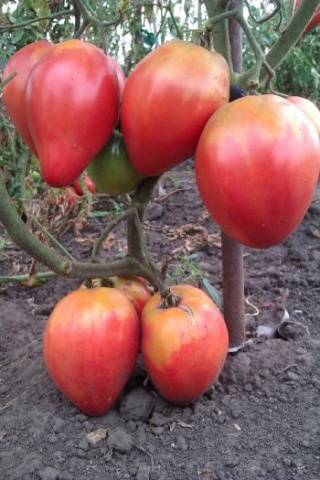 Varieties of indeterminate tomatoes for open ground