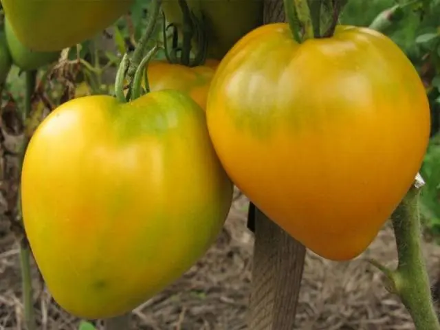 Varieties of indeterminate tomatoes for open ground