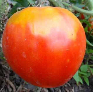 Varieties of indeterminate tomatoes for open ground