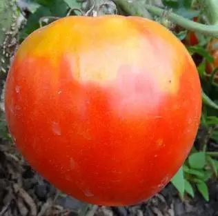 Varieties of indeterminate tomatoes for open ground