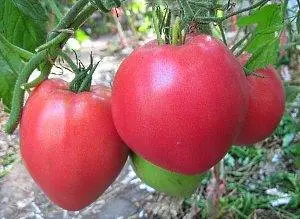 Varieties of indeterminate tomatoes for open ground