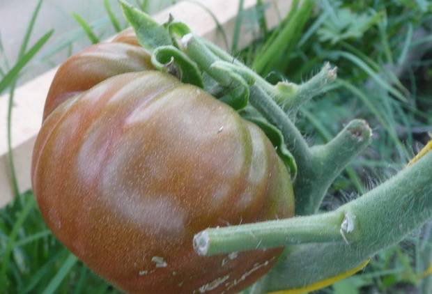 Varieties of indeterminate tomatoes for open ground