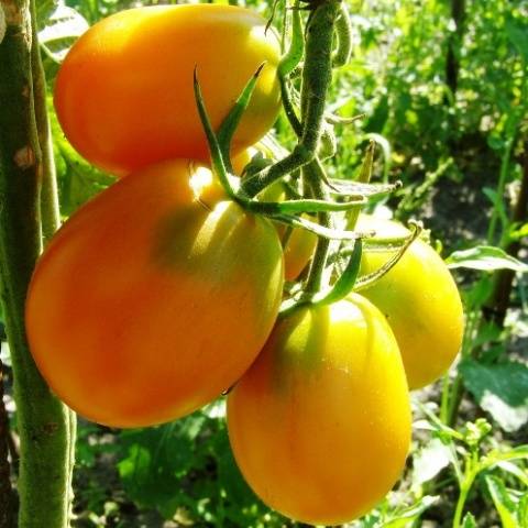 Varieties of indeterminate tomatoes for open ground