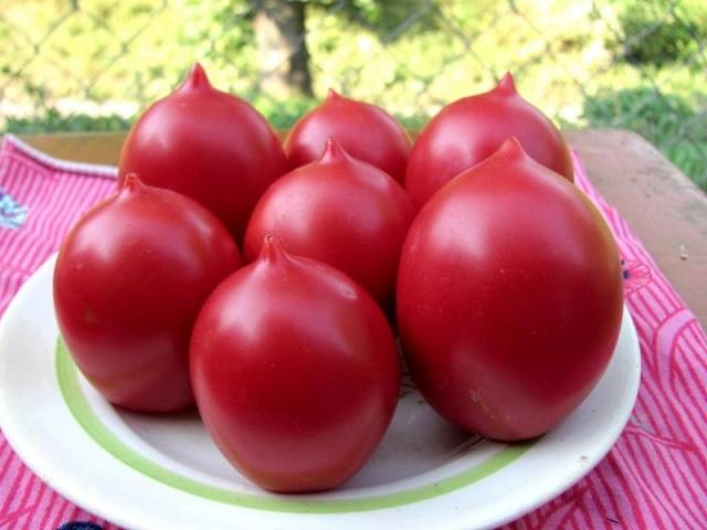 Varieties of indeterminate tomatoes for open ground