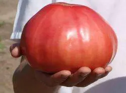 Varieties of indeterminate tomatoes for open ground