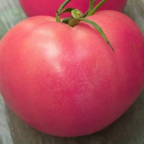 Varieties of indeterminate tomatoes for open ground