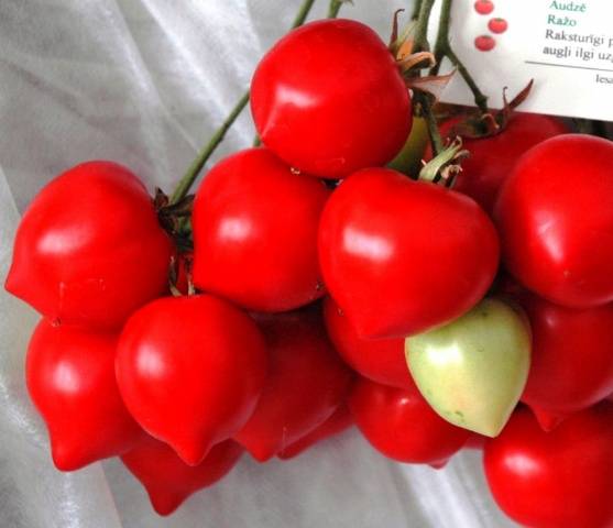 Varieties of indeterminate tomatoes for open ground