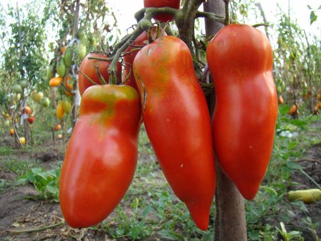 Varieties of indeterminate tomatoes for open ground