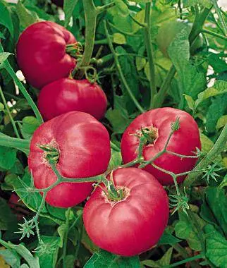 Varieties of indeterminate tomatoes for open ground