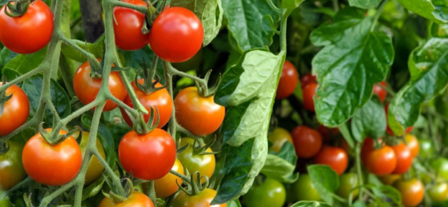 Varieties of indeterminate tomatoes for open ground