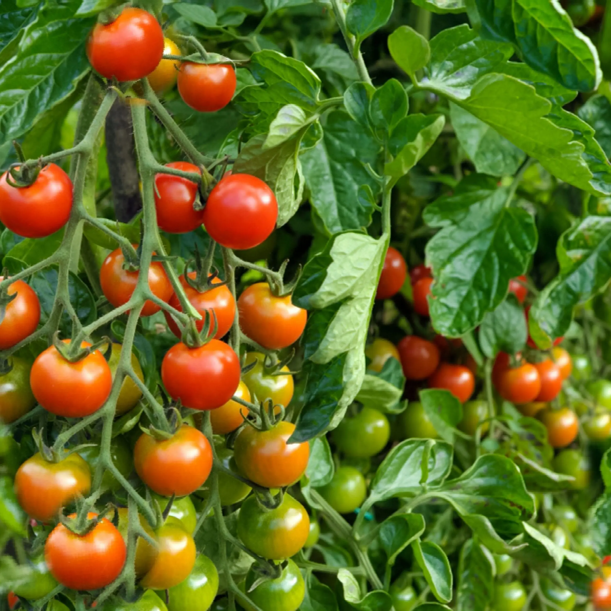 Varieties of indeterminate tomatoes for open ground