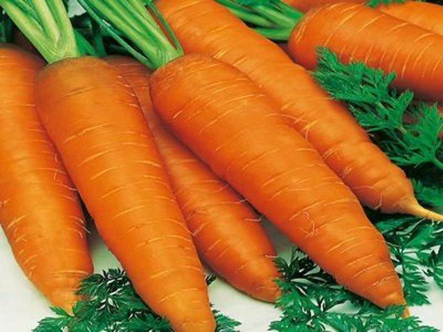 Varieties of large carrots