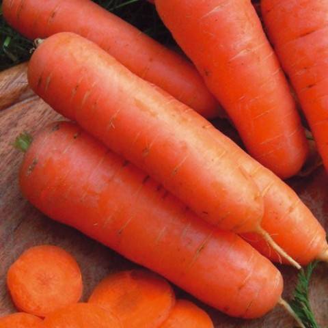 Varieties of large carrots