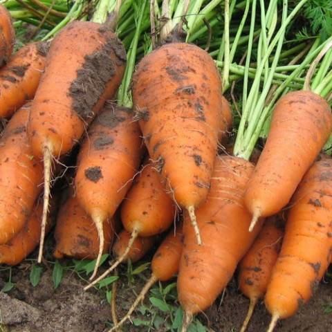 Varieties of large carrots