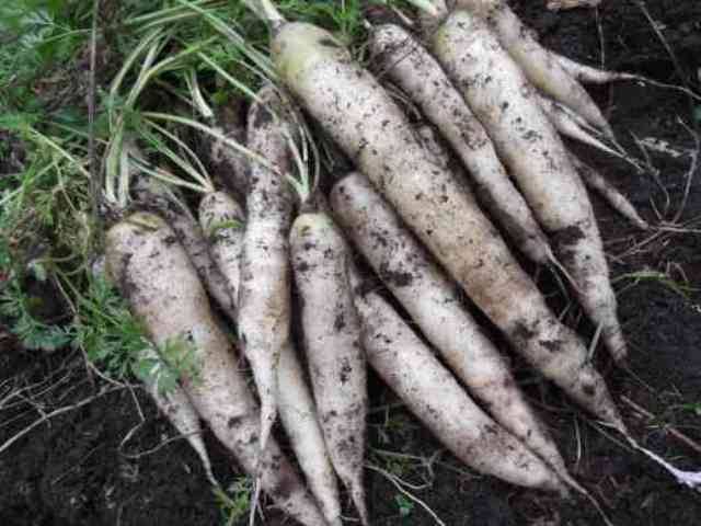 Varieties of large carrots