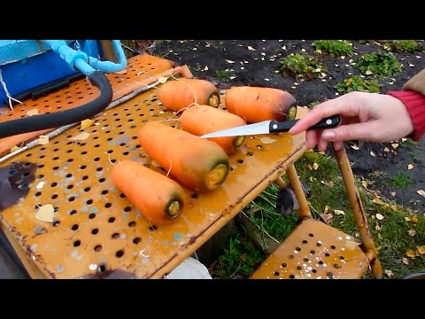 Varieties of large carrots