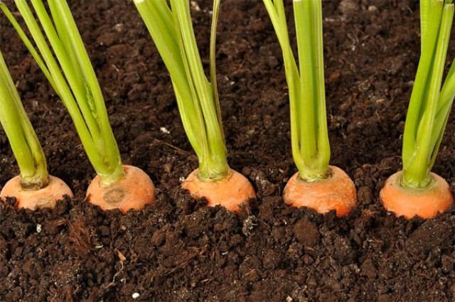 Varieties of large carrots