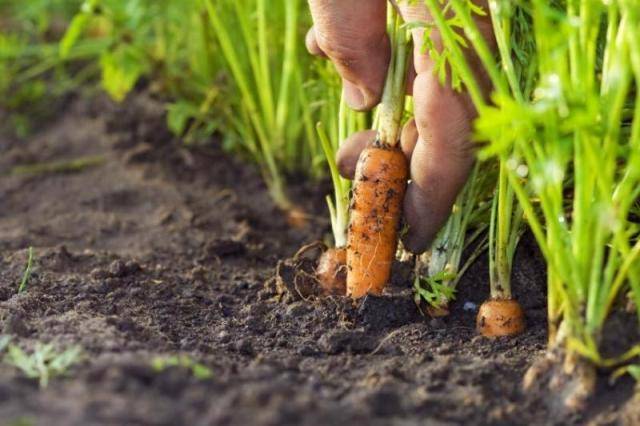 Varieties of large carrots