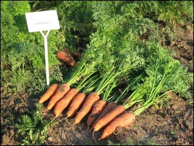 Varieties of large carrots