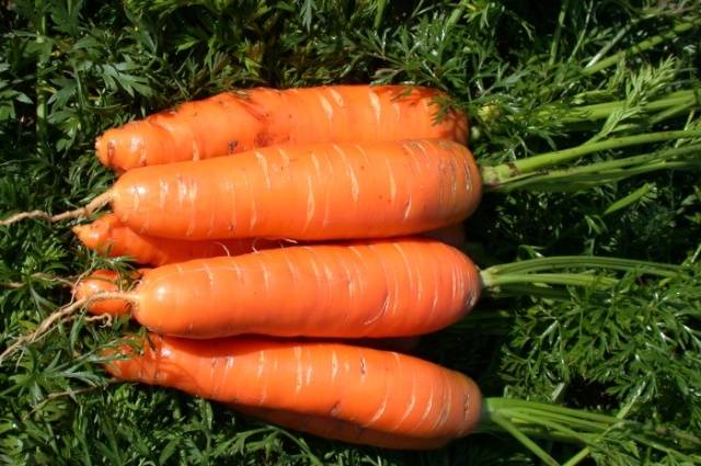 Varieties of large carrots