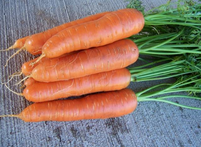 Varieties of large carrots