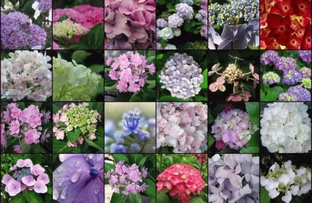 Varieties of large-leaved hydrangeas: flowering, frost-resistant, miniature