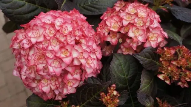 Varieties of large-leaved hydrangeas: flowering, frost-resistant, miniature