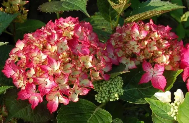 Varieties of large-leaved hydrangeas: flowering, frost-resistant, miniature