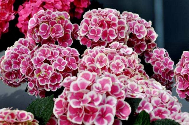 Varieties of large-leaved hydrangeas: flowering, frost-resistant, miniature