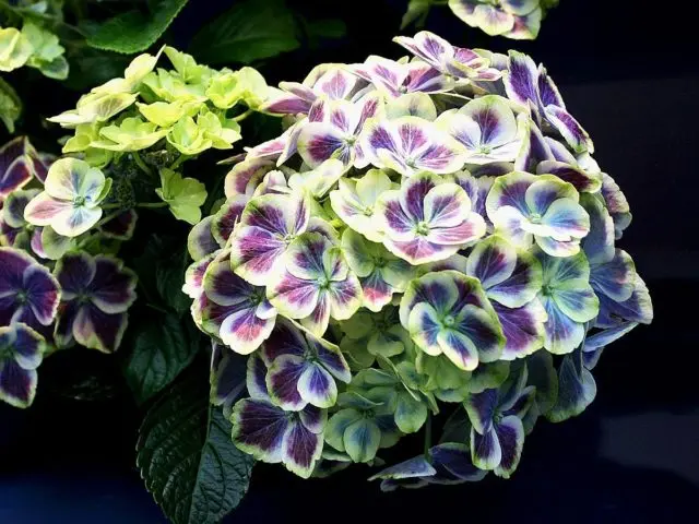 Varieties of large-leaved hydrangeas: flowering, frost-resistant, miniature