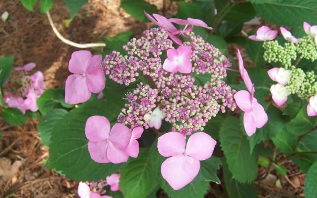 Varieties of large-leaved hydrangeas: flowering, frost-resistant, miniature