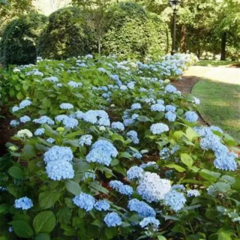 Varieties of large-leaved hydrangeas: flowering, frost-resistant, miniature