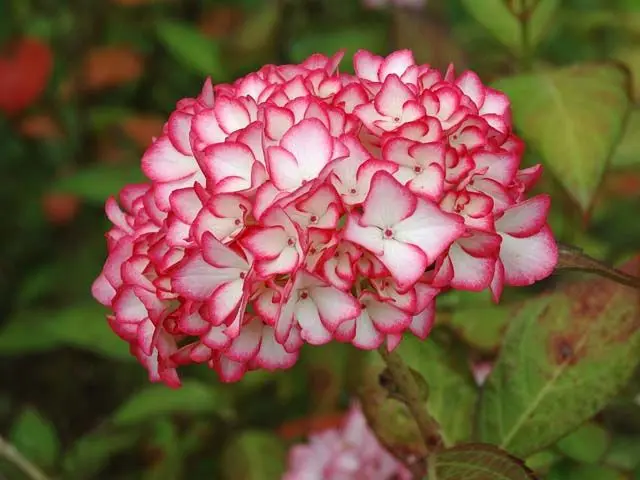 Varieties of large-leaved hydrangeas: flowering, frost-resistant, miniature