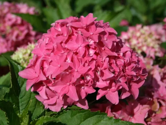 Varieties of large-leaved hydrangeas: flowering, frost-resistant, miniature