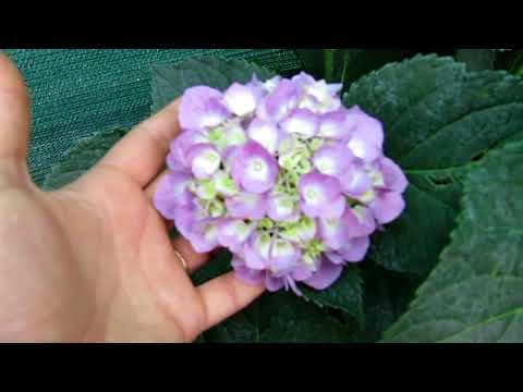 Varieties of large-leaved hydrangeas: flowering, frost-resistant, miniature