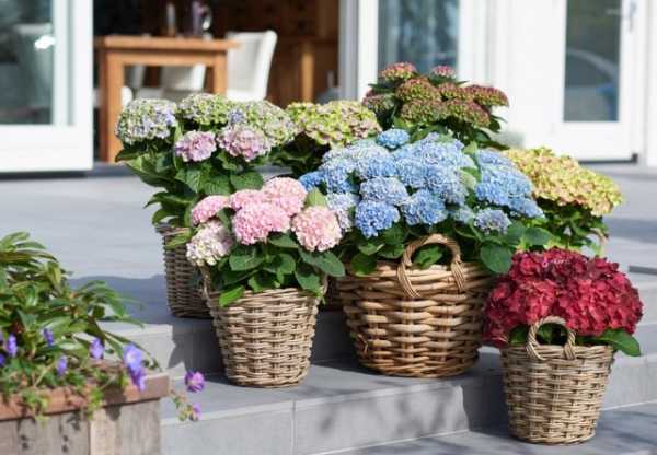 Varieties of large-leaved hydrangeas: flowering, frost-resistant, miniature