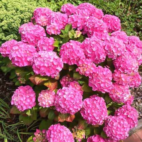 Varieties of large-leaved hydrangeas: flowering, frost-resistant, miniature