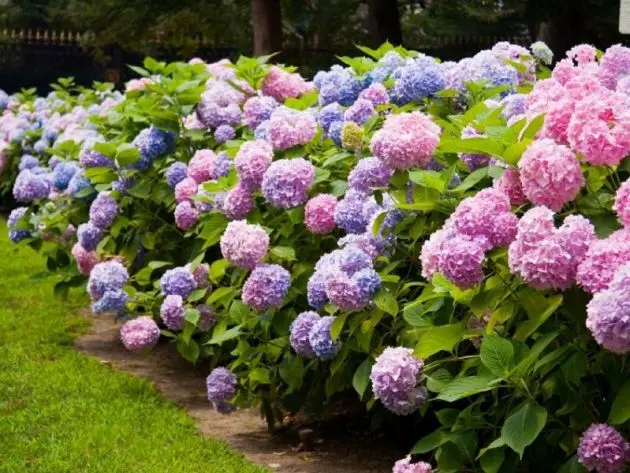 Varieties of large-leaved hydrangeas: flowering, frost-resistant, miniature