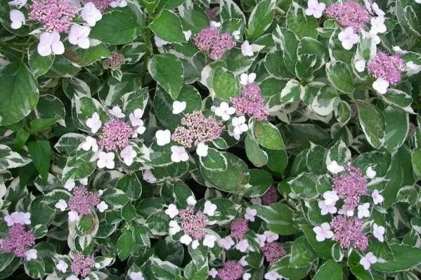 Varieties of large-leaved hydrangeas: flowering, frost-resistant, miniature