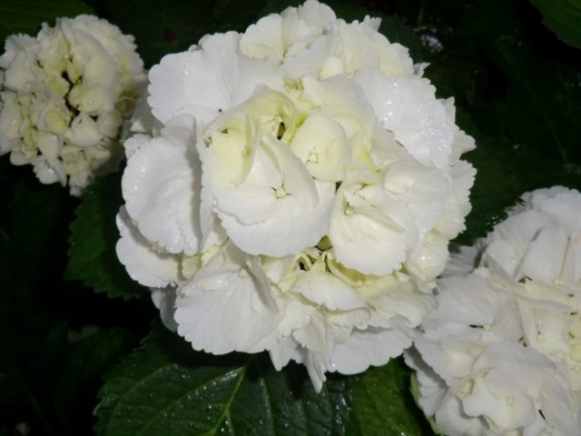 Varieties of large-leaved hydrangeas: flowering, frost-resistant, miniature