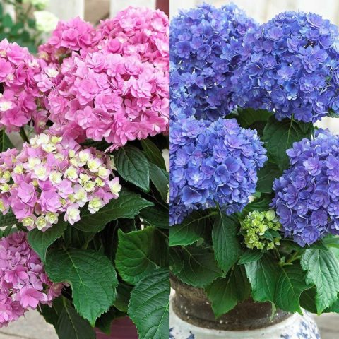 Varieties of large-leaved hydrangeas: flowering, frost-resistant, miniature