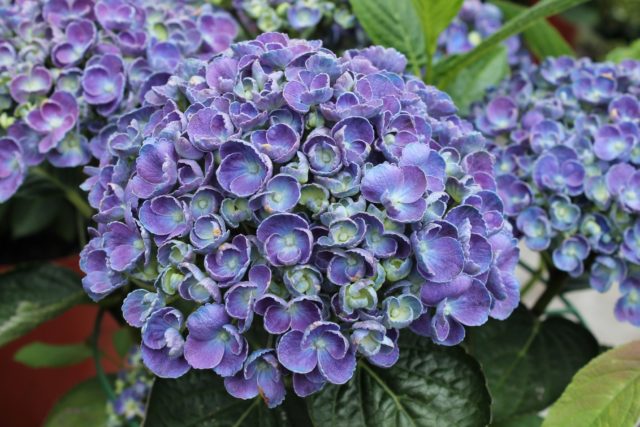 Varieties of large-leaved hydrangeas: flowering, frost-resistant, miniature