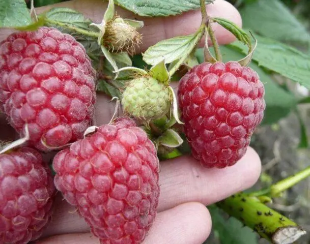 Varieties of large raspberries for the Urals