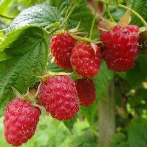 Varieties of large raspberries for the Urals