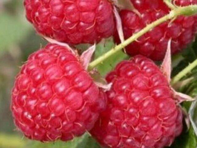 Varieties of large raspberries for the Urals