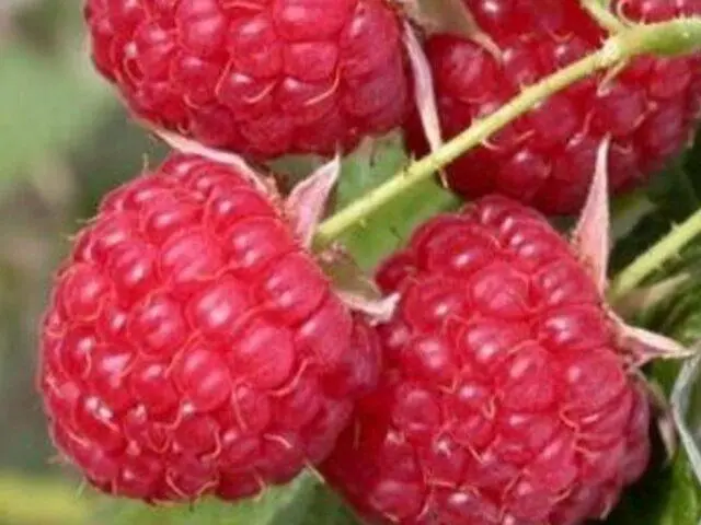 Varieties of large raspberries for the Urals