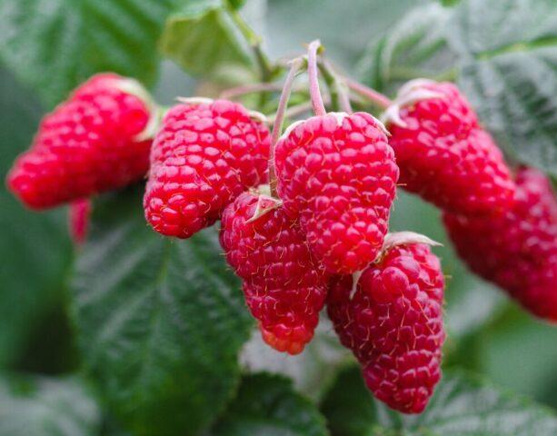 Varieties of large raspberries for the Urals